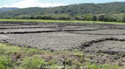 photos for LA VEGA: PRODUCING RICE FARM